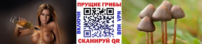 Псилоцибиновые грибы Cubensis Ковдор